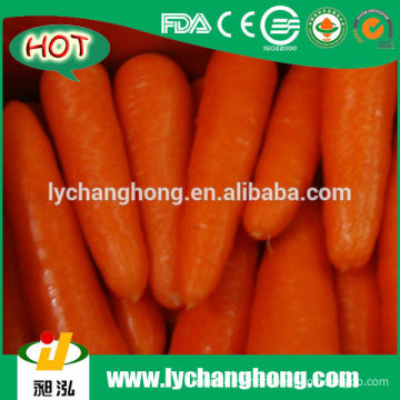 Свежая морковь Оптовая цена / Китай Свежая морковь